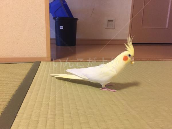 コメントの画像