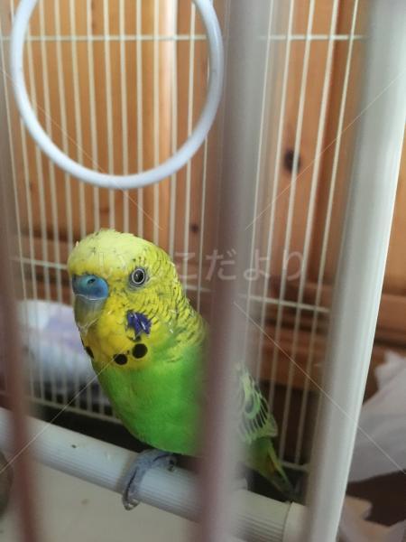 コメントの画像