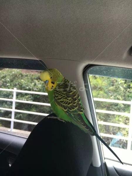 コメントの画像