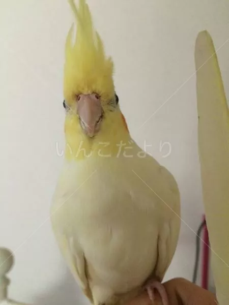 コメントの画像