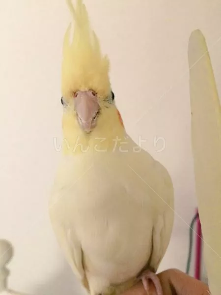 コメントの画像