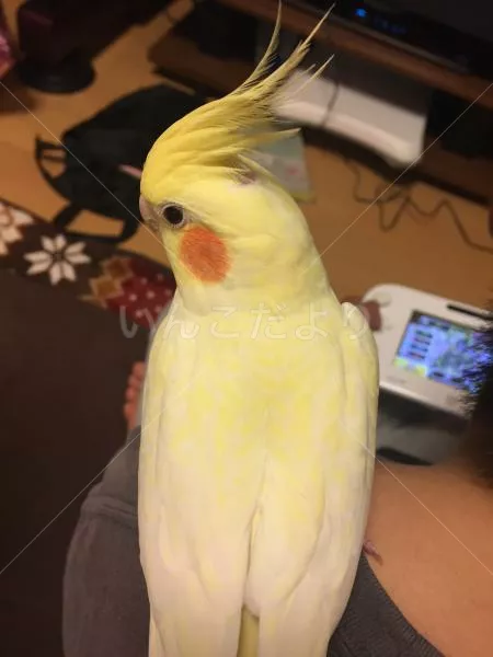 コメントの画像