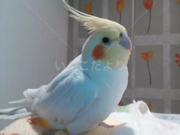 コメントの画像