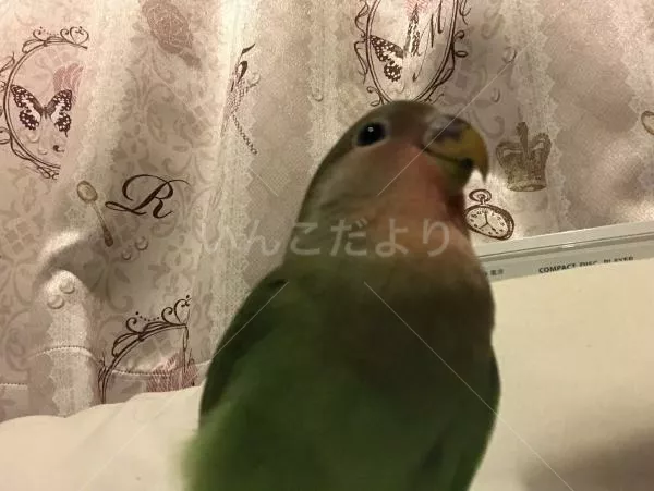 コメントの画像