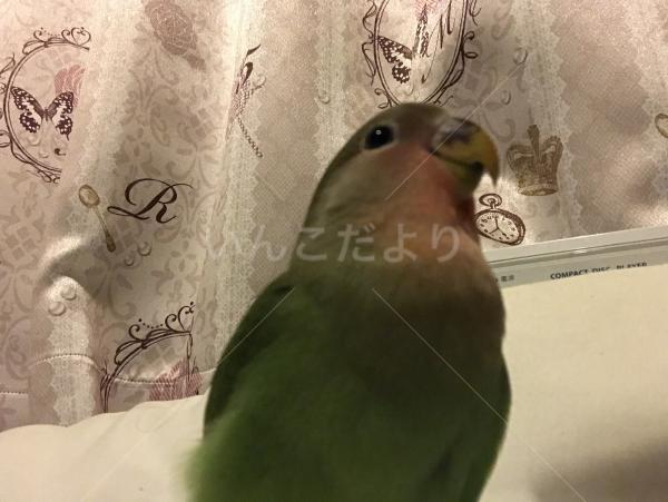 コメントの画像