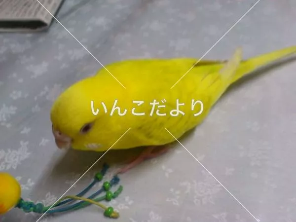 コメントの画像