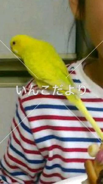 コメントの画像