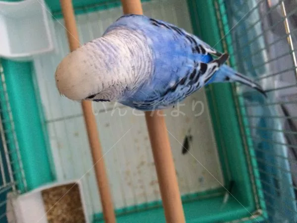 コメントの画像