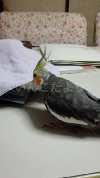 コメントの画像