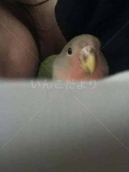 コメントの画像