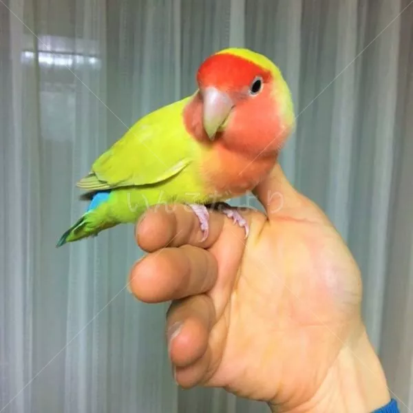 コメントの画像