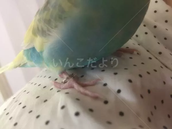 コメントの画像