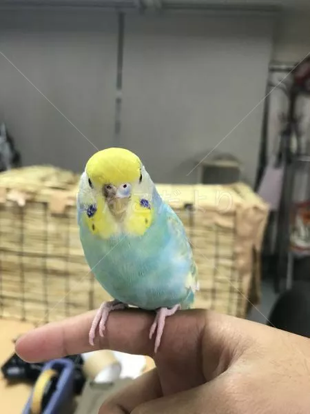 コメントの画像