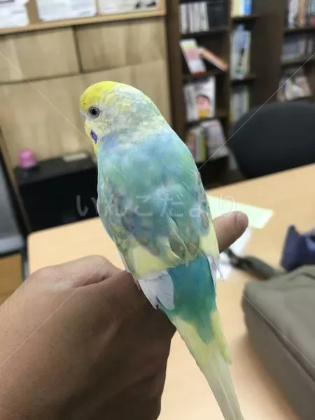 コメントの画像