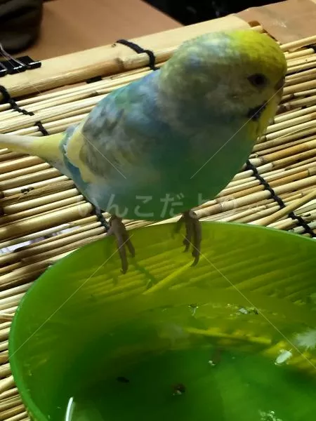 コメントの画像