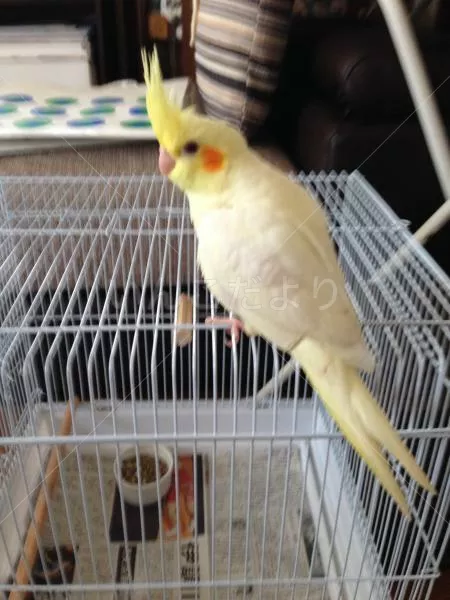 コメントの画像