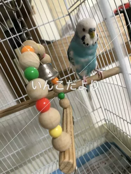 コメントの画像