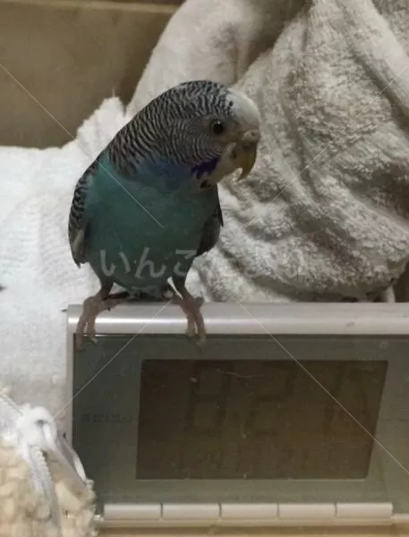 コメントの画像