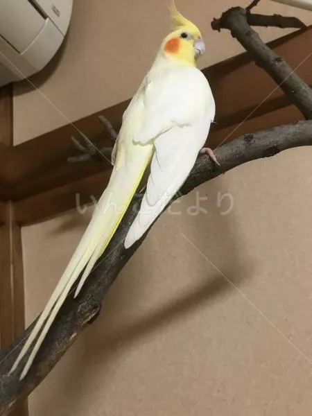 コメントの画像