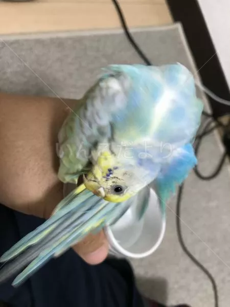 コメントの画像