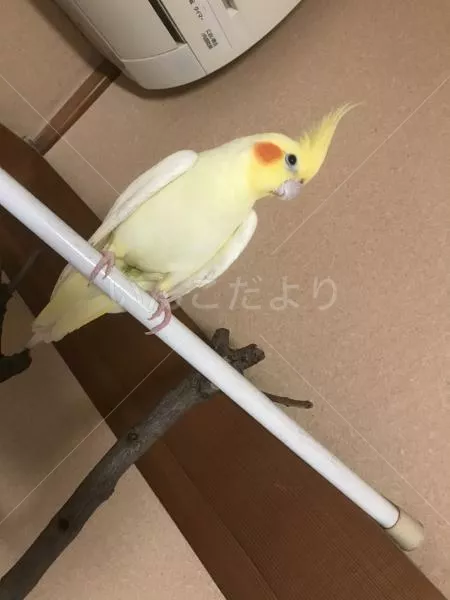 コメントの画像