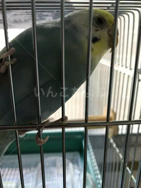 コメントの画像