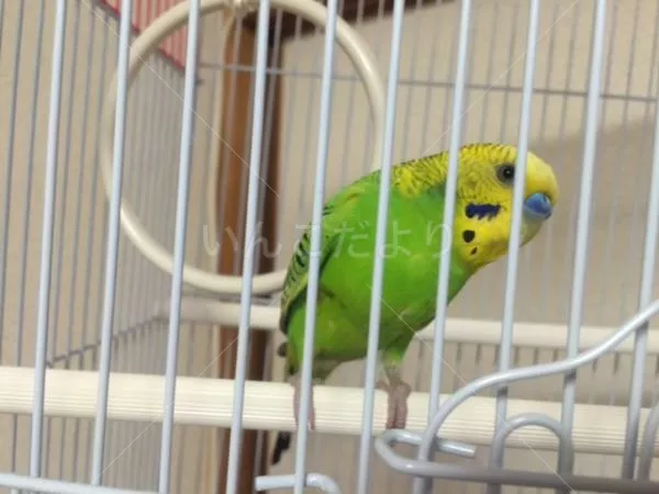 コメントの画像