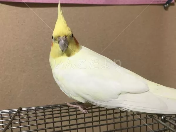 コメントの画像