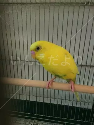 コメントの画像