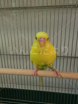 コメントの画像