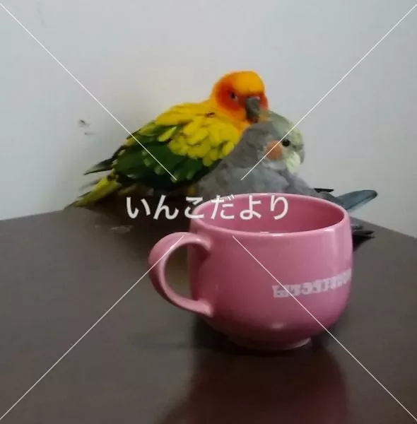 コメントの画像