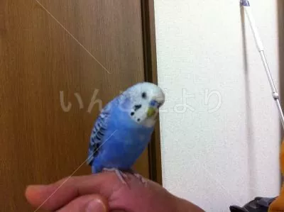 コメントの画像