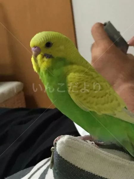 コメントの画像