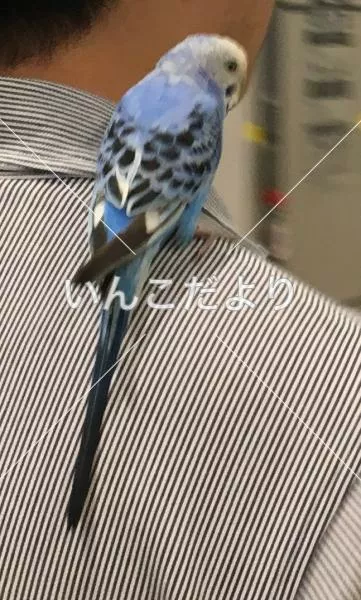 コメントの画像