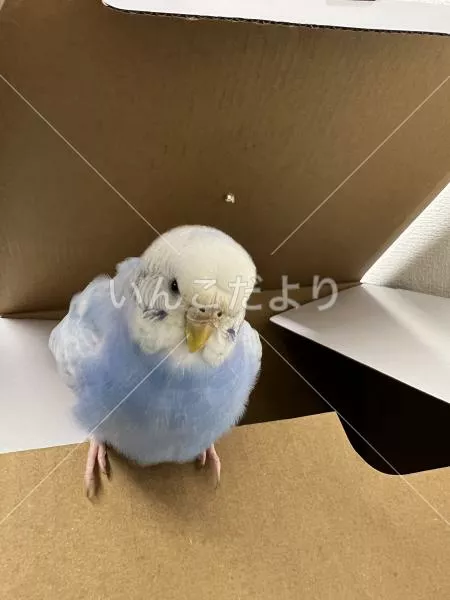 コメントの画像