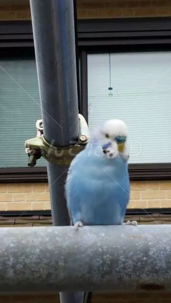 コメントの画像