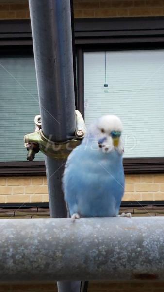 コメントの画像
