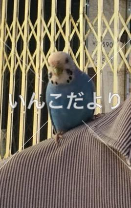 コメントの画像