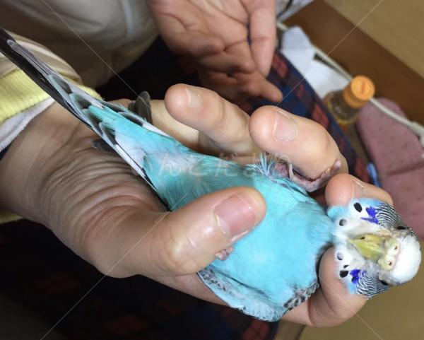 コメントの画像
