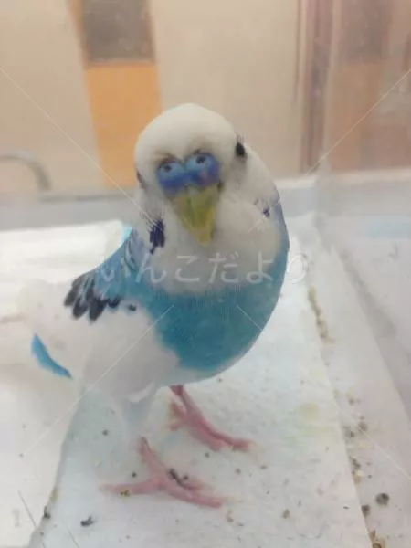 コメントの画像