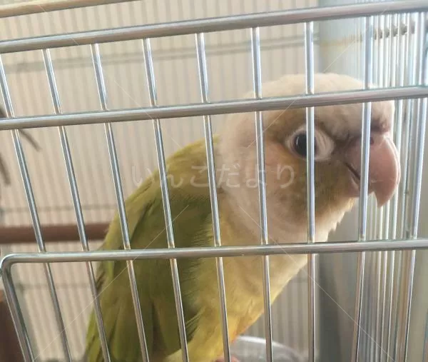 コメントの画像