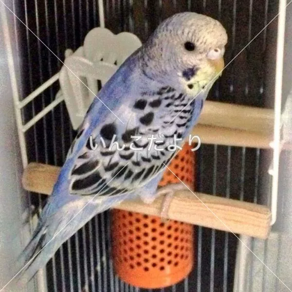 コメントの画像