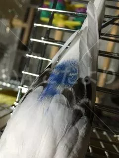 コメントの画像