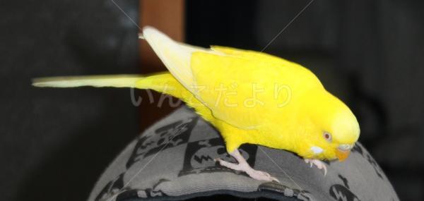 コメントの画像