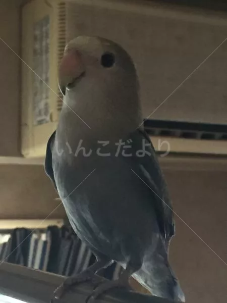 コメントの画像