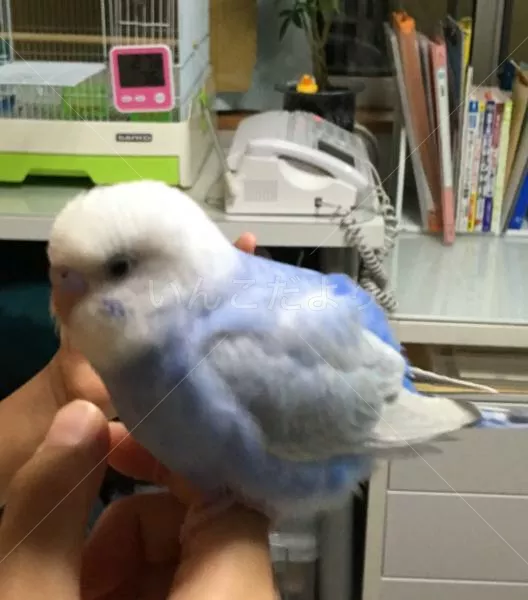 コメントの画像