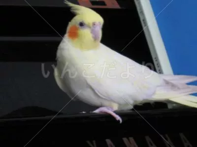 コメントの画像