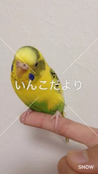 コメントの画像