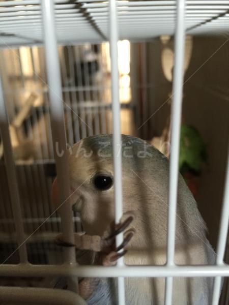コメントの画像