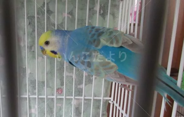 コメントの画像